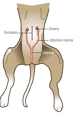 Anatomical diagram of a female dog’s reproductive system after incision, labeling ovaries, uterine horns, and uterus