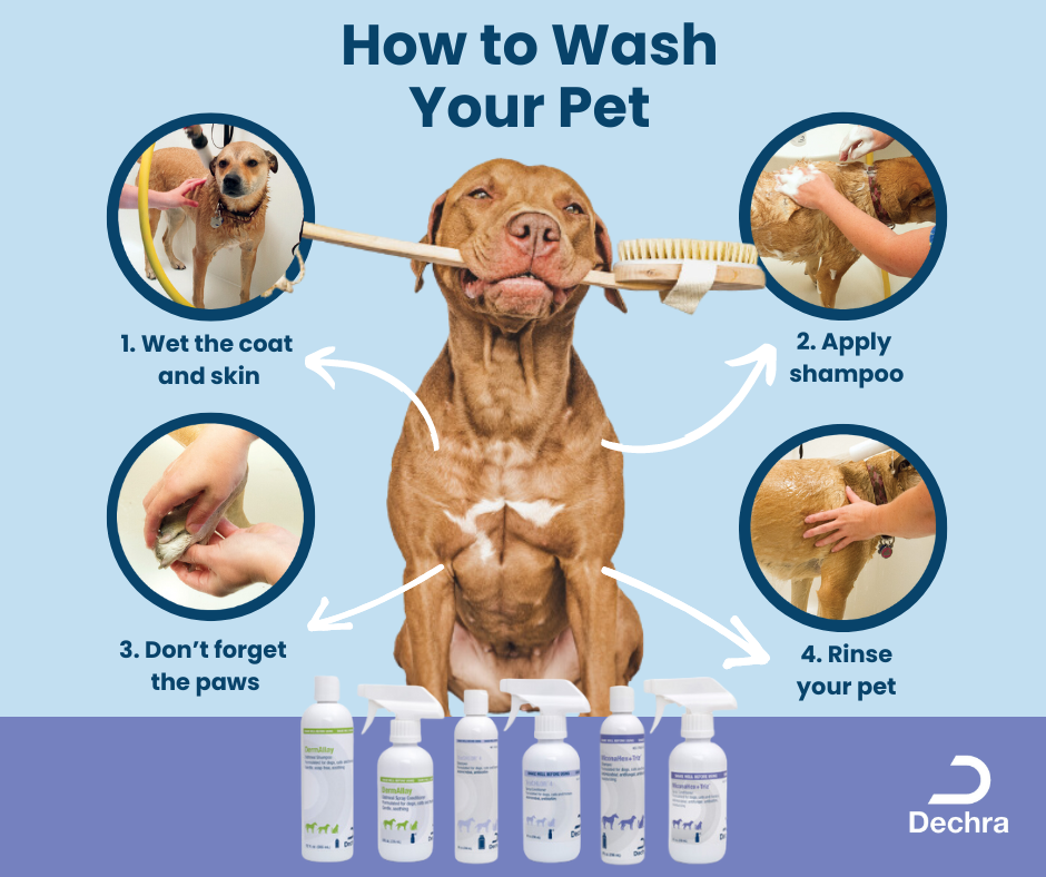 Dog grooming infographic showing a wet dog with shampoo steps and pet wash bottles.