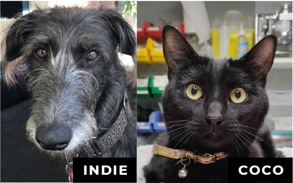 Black dog labeled Indie and black cat labeled Coco side by side, both looking at the camera.