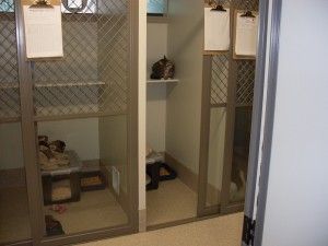 Shelved kennel with small animals resting in cubbies behind wire doors
