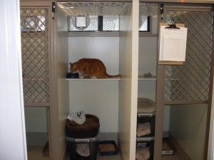 Two cats in a kennel enclosure, one orange on a shelf and one black-and-white below