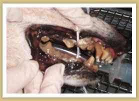 Dog’s open mouth during dental treatment, showing teeth and a metal instrument