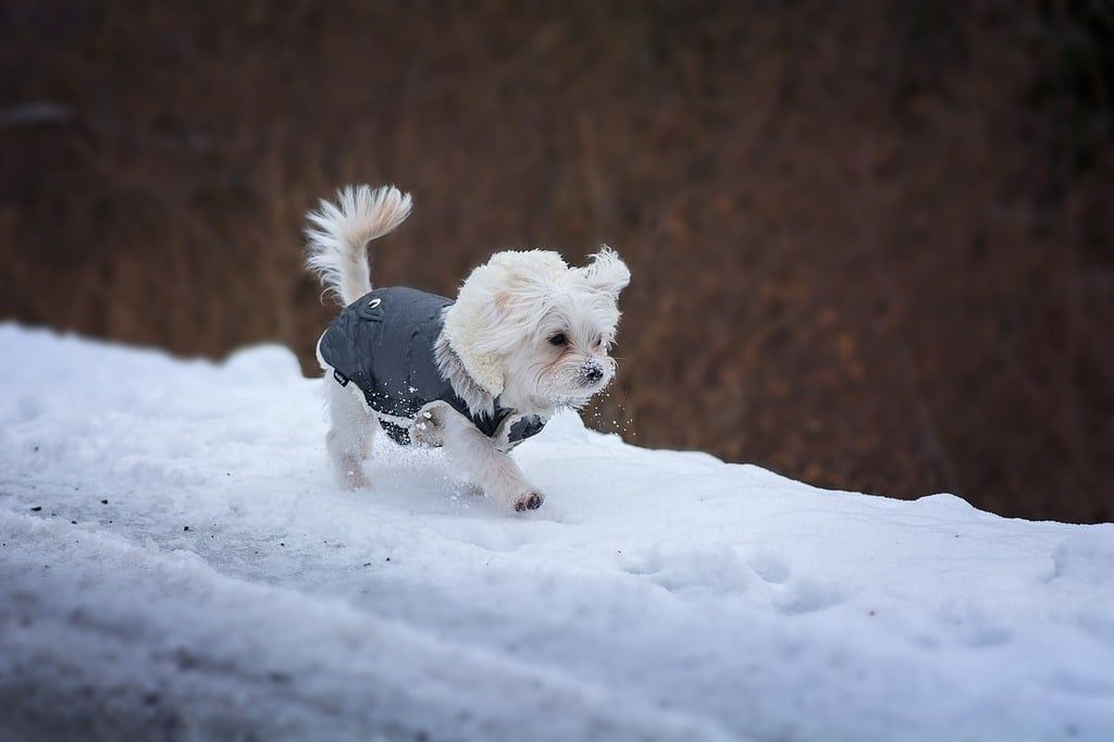 Small white dog in a dark coat walking on snowy ground