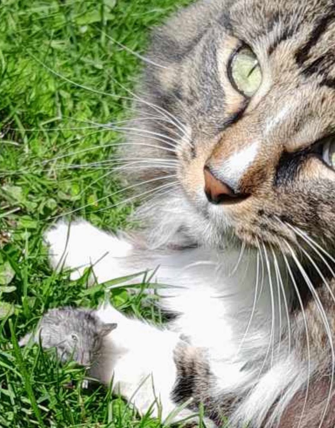 Close-up of a gray-and-white cat lying in green grass, looking up at the camera.