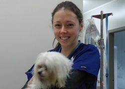 Veterinarian in blue scrubs holding a small white dog in a clinic room