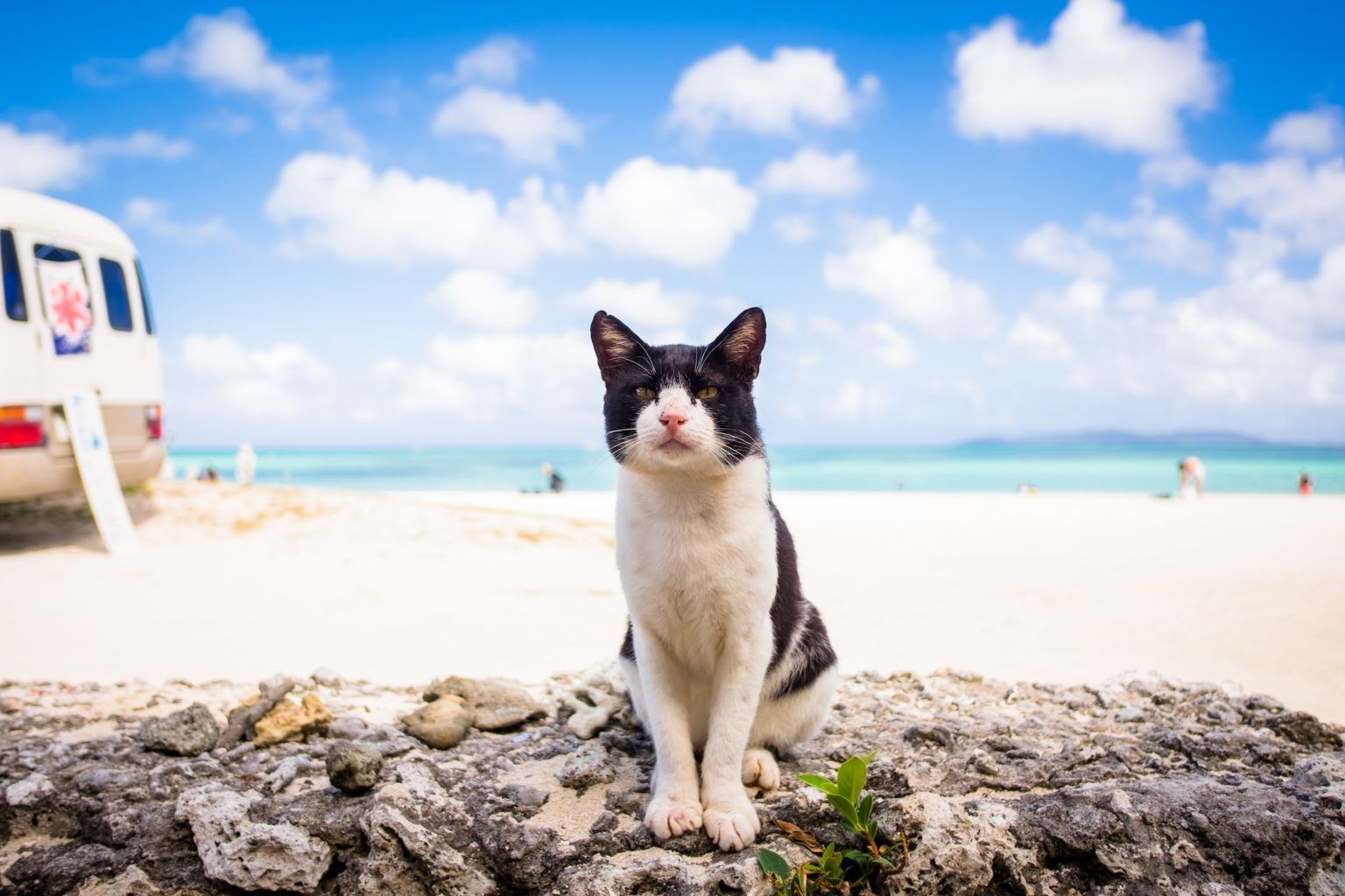 Black-and-white cat sitting on a rocky beach with blue sky, turquoise water, and a lifeguard chair in the background