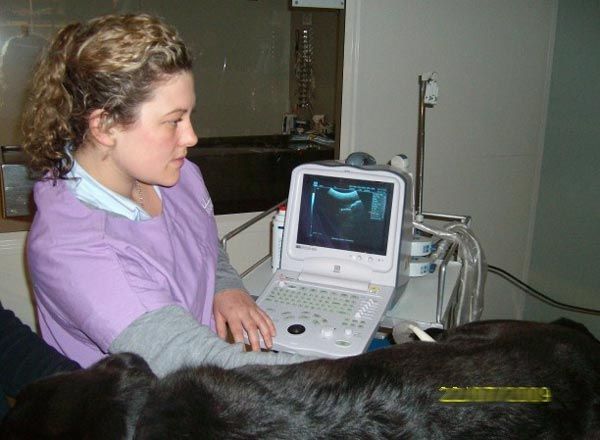 Woman using a laptop while seated beside a black dog in a home setting