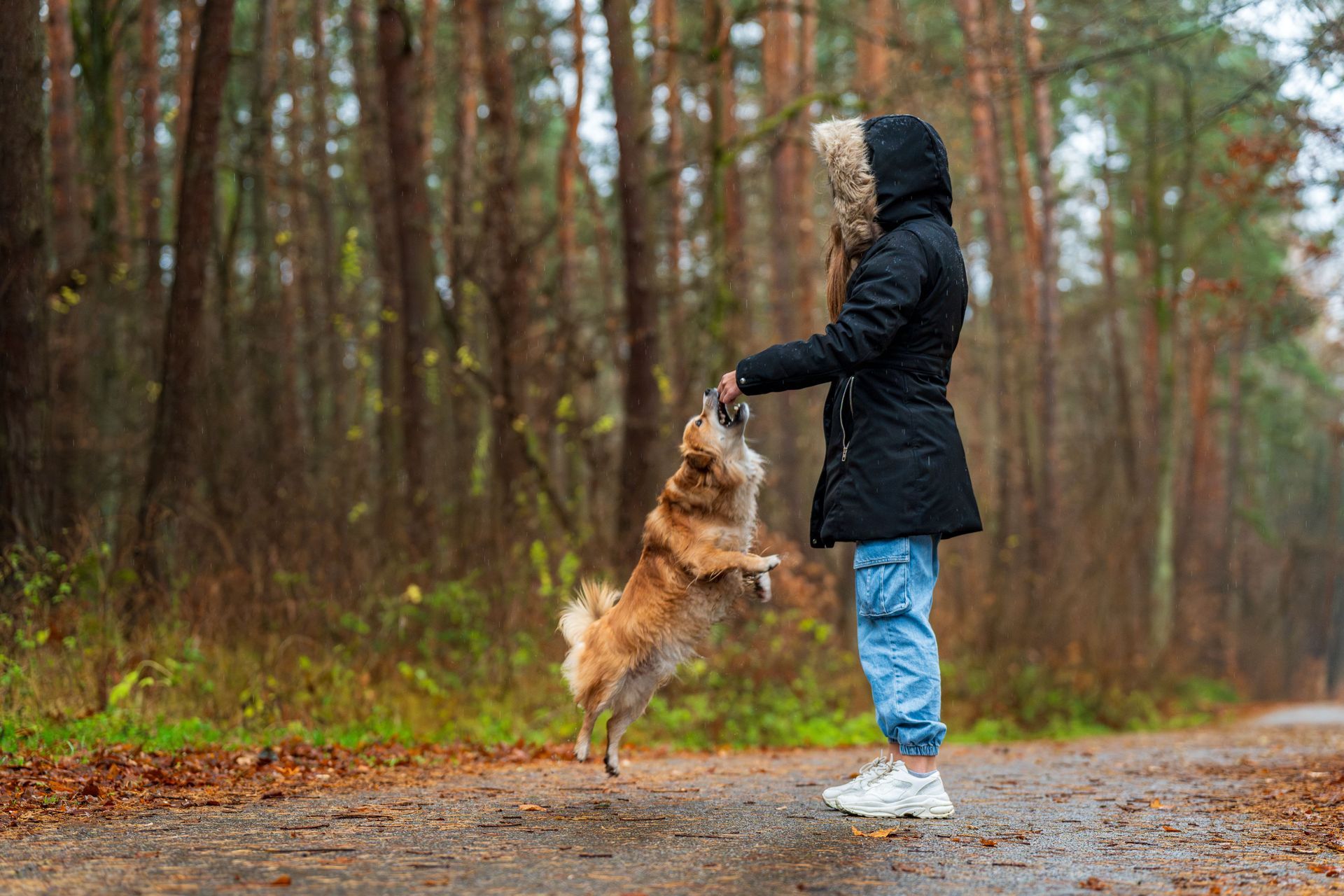 Person in a black coat stands on a forest path training a tan dog to jump up for a treat