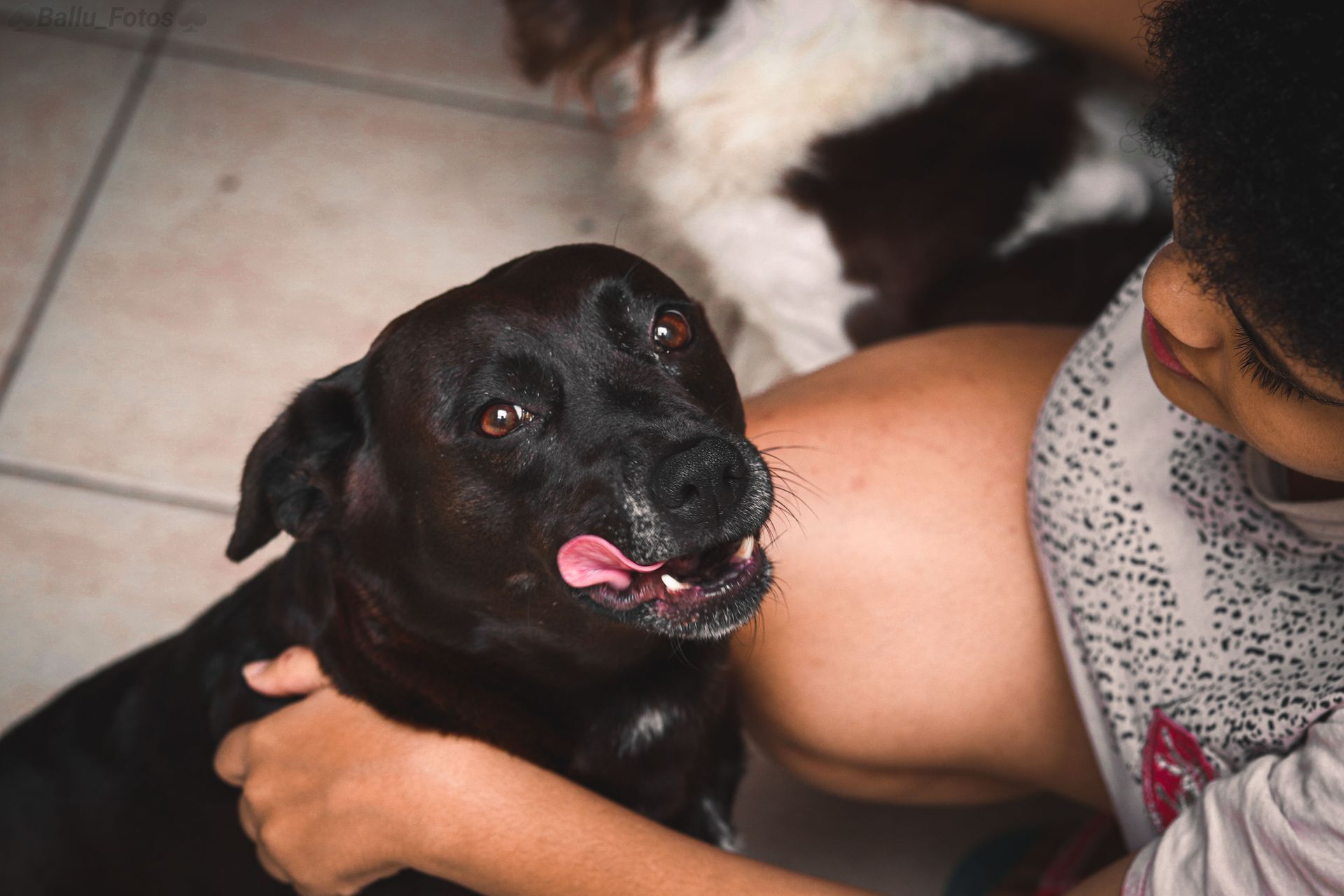 Black dog being held by a person indoors, tongue out with a white dog resting in the background