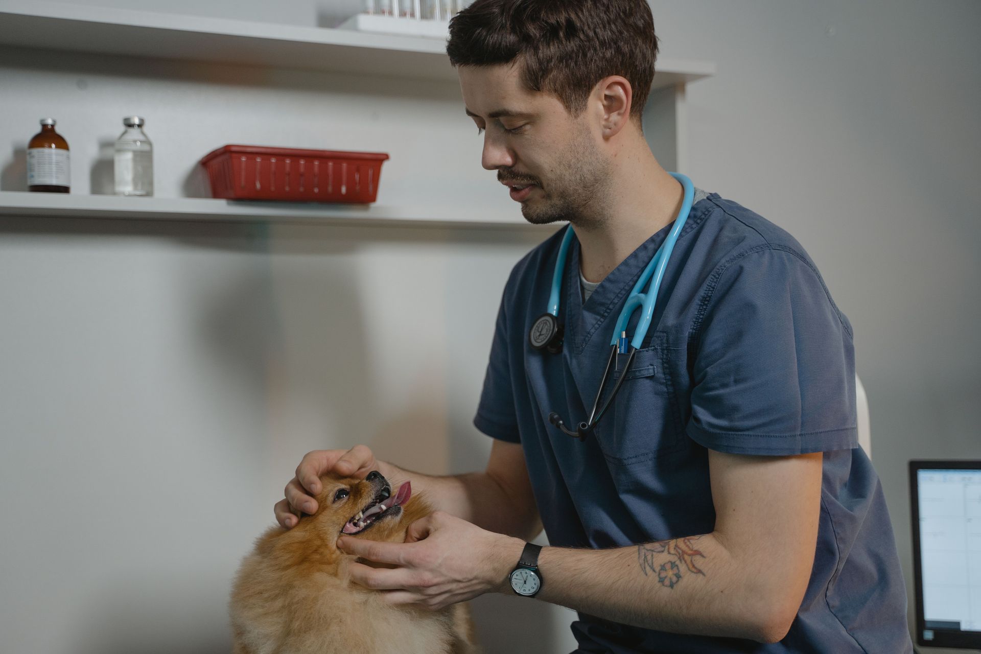 Veterinarian examining a golden retriever in a clinic exam room