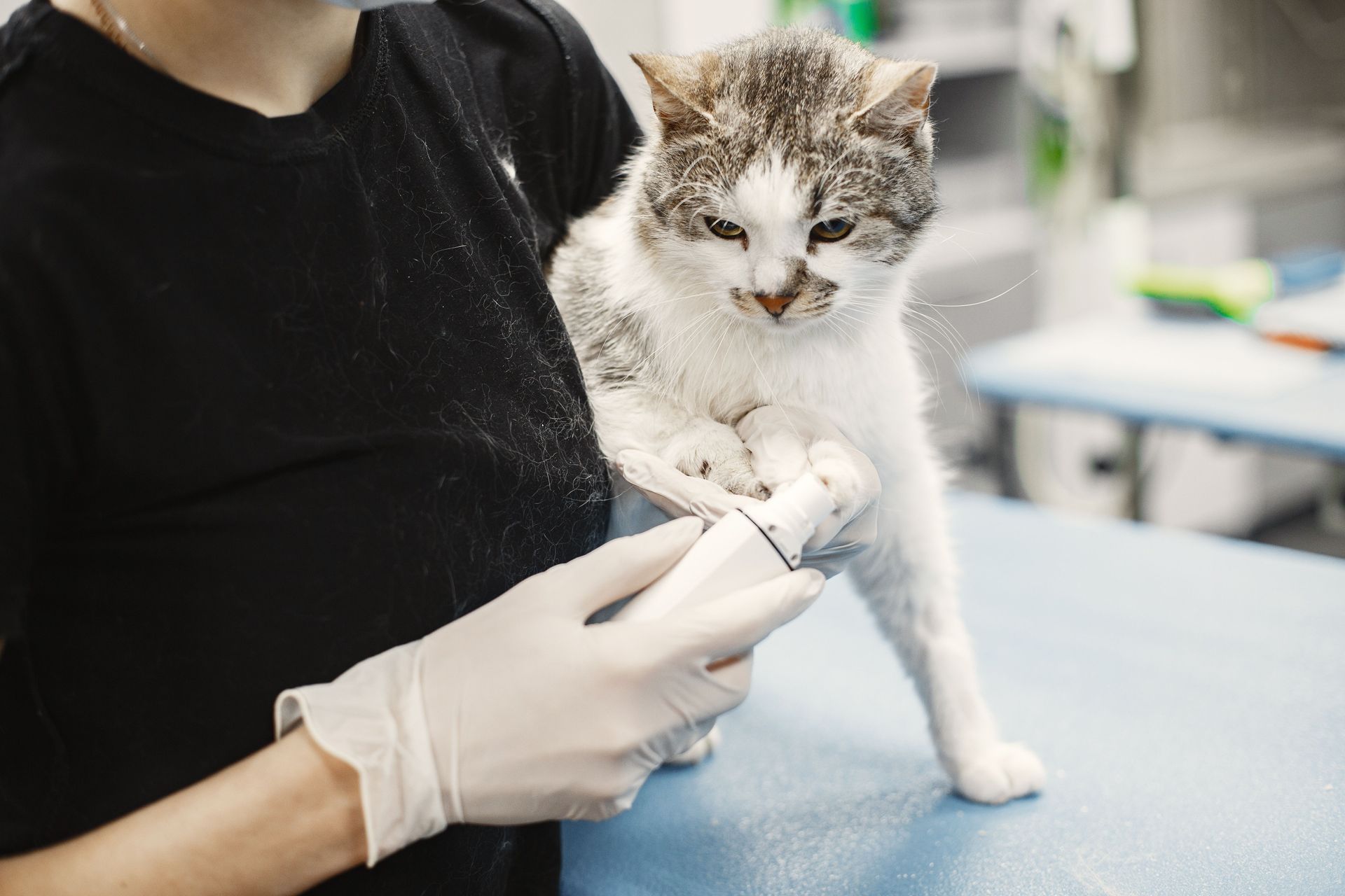 Gloved hands gently holding a small kitten on a veterinary exam table