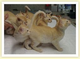 Three cream-colored cats with curled tails standing on a white floor in a room