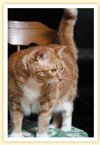 Orange and white cat standing indoors with tail raised, looking left