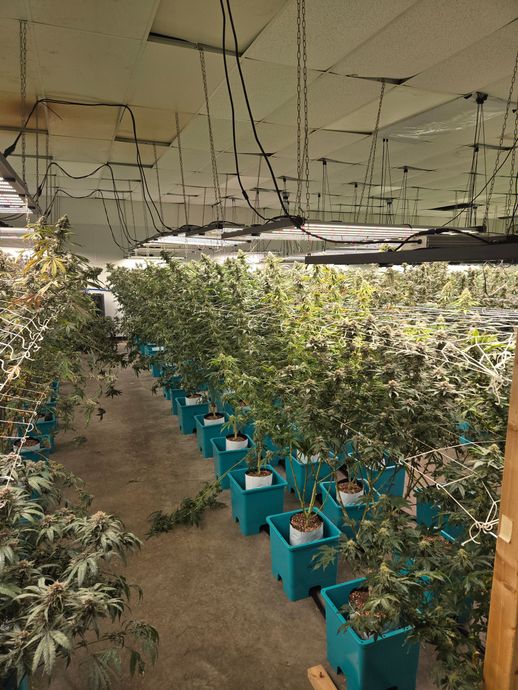 Rows of cannabis plants in blue containers under bright grow lights inside a facility.