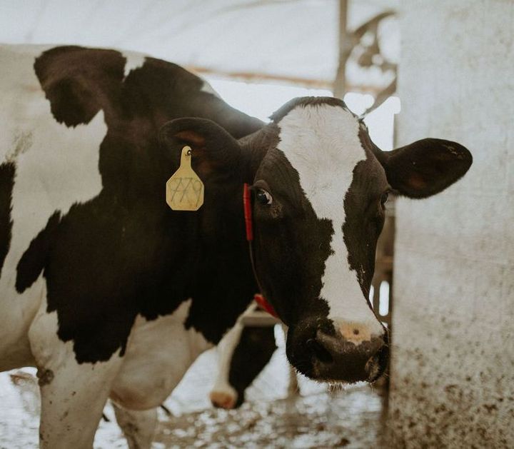 Black-and-white dairy cow with ear tag in a snowy farmyard, facing the camera.