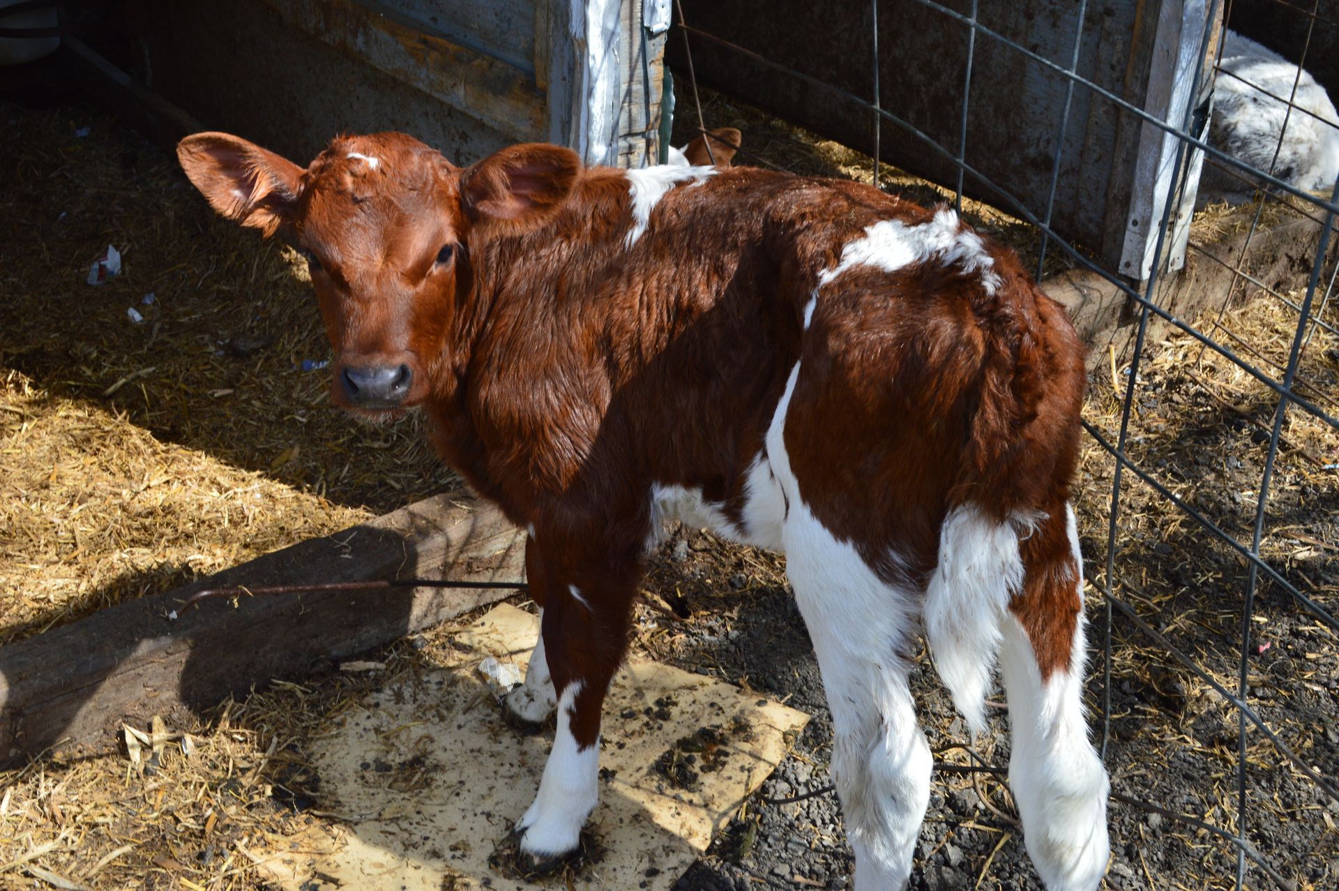Brown and white calf standing in a straw-covered pen, looking at the camera