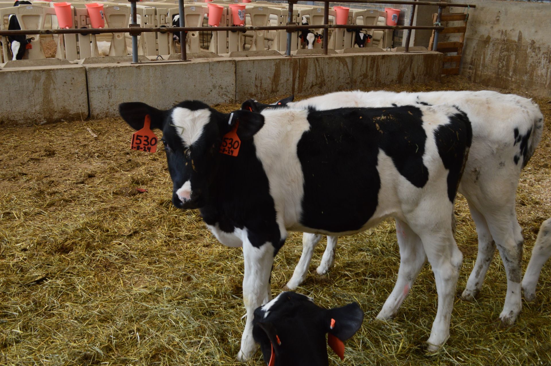 Cows feeding at a hay trough inside a barn, one white cow facing forward in the foreground