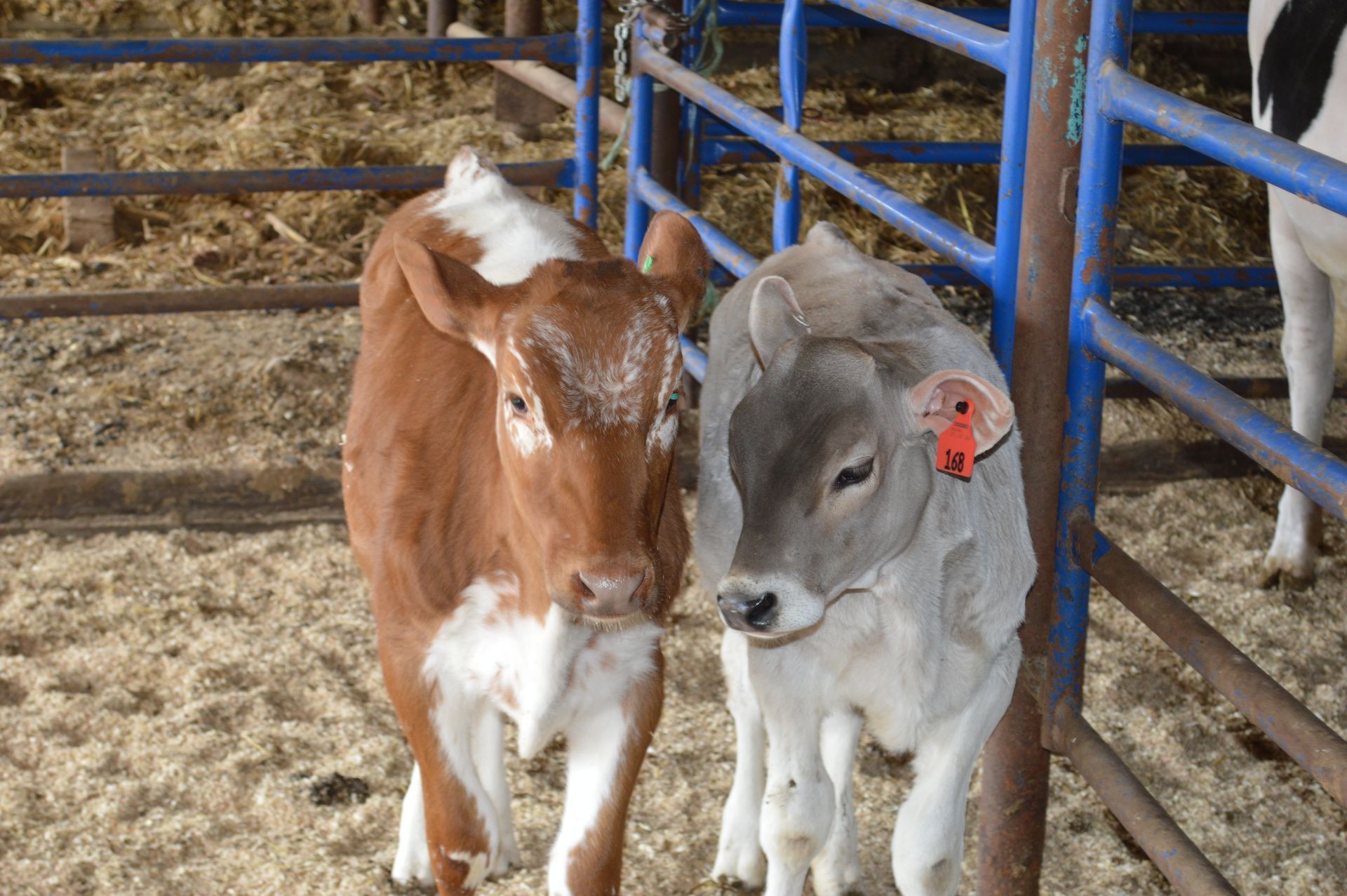 Two calves, one brown and one gray, standing side by side in a pen