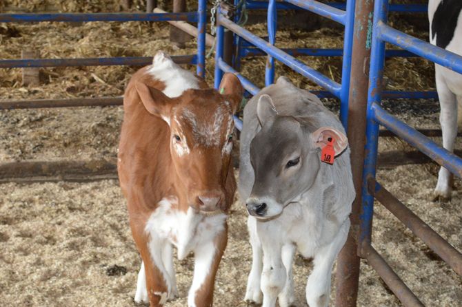 Two calves standing in a fenced pen, one brown-and-white and one gray with a red ear tag.
