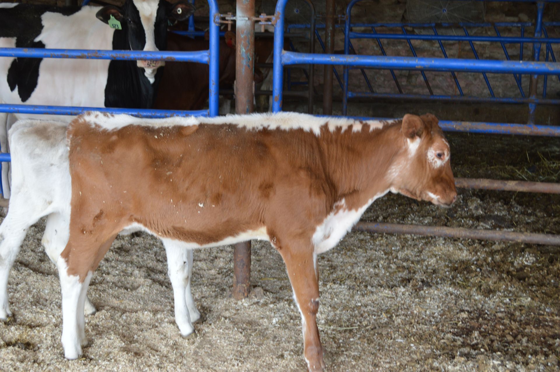 Brown-and-white calf standing in a barn pen with metal rails and straw-covered floor