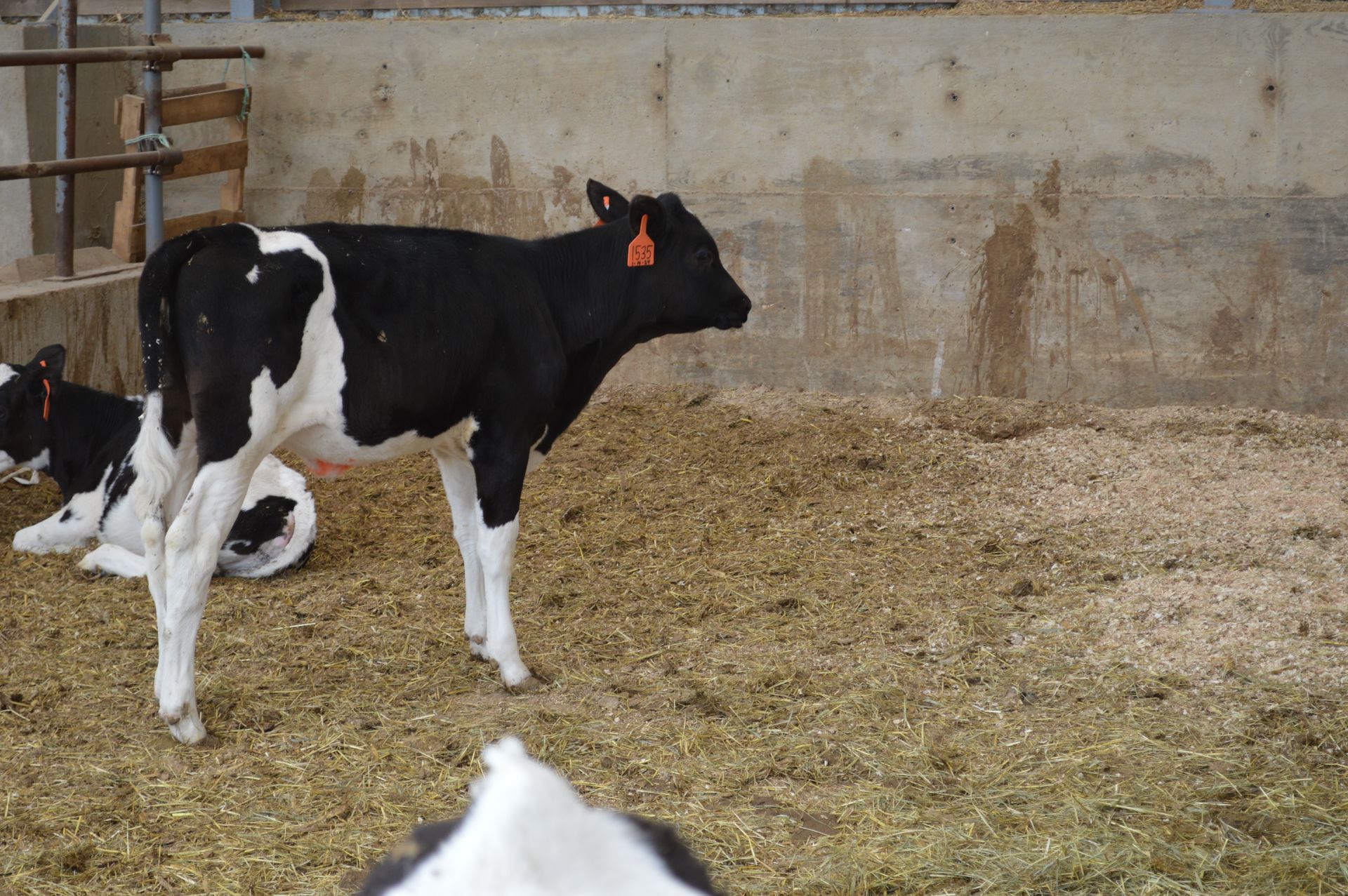Black-and-white calves in a straw barn pen, one facing the camera with red ear tags