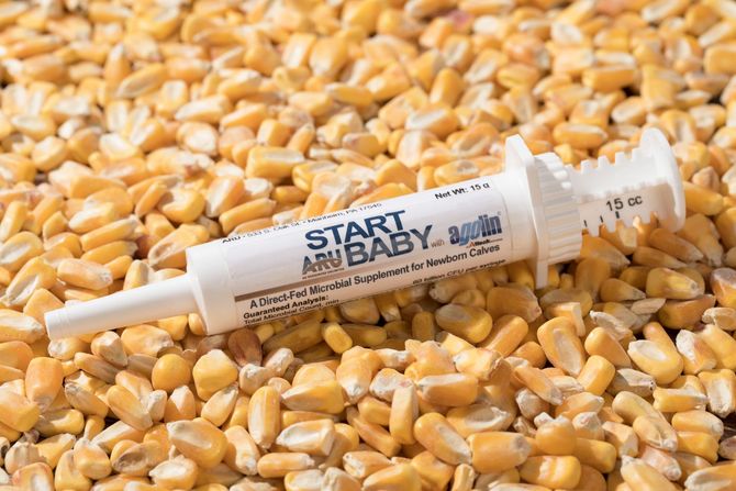 White medical syringe labeled “Start Baby” lying on a bed of yellow corn kernels