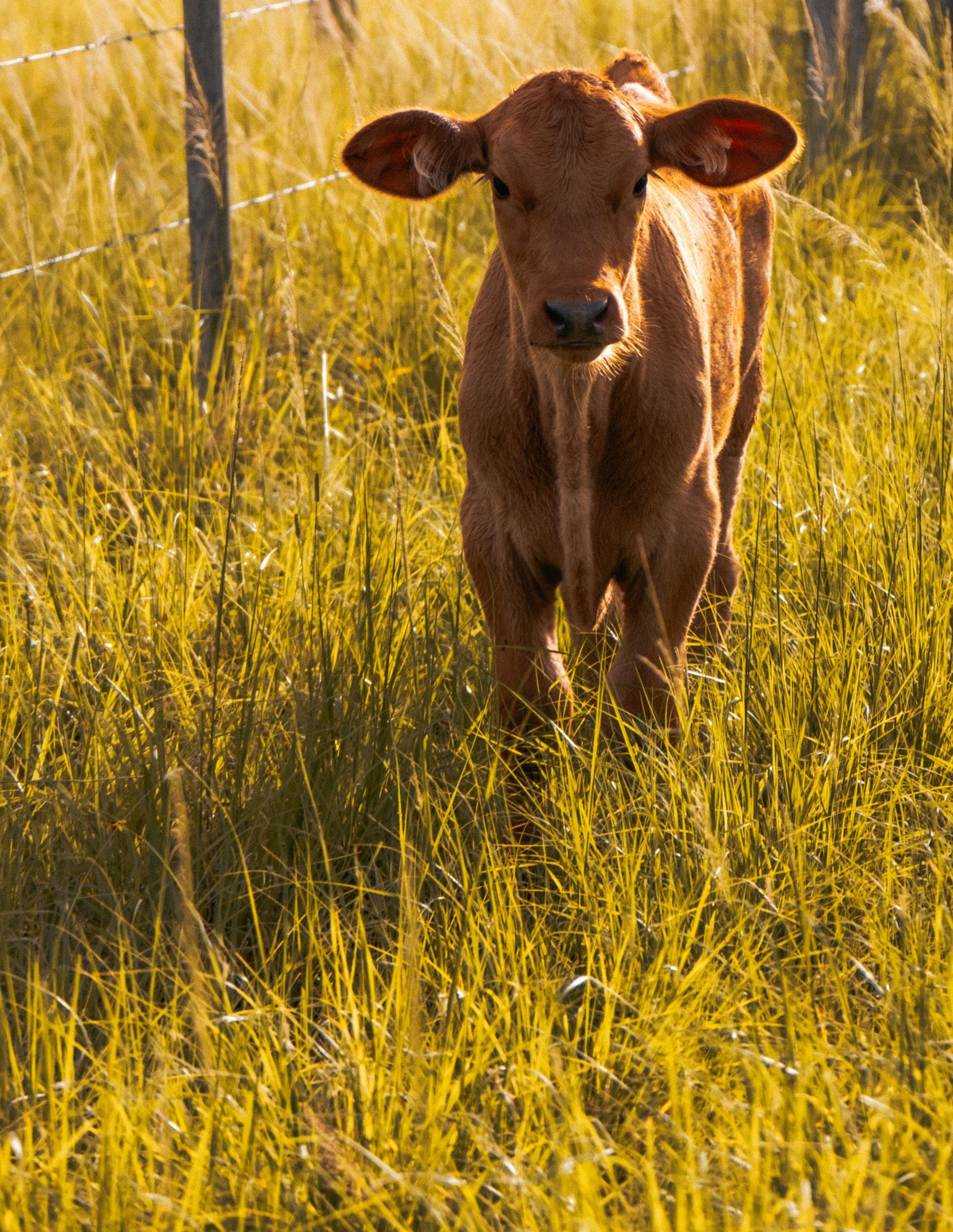 Brown calf standing in tall golden grass, facing the camera.