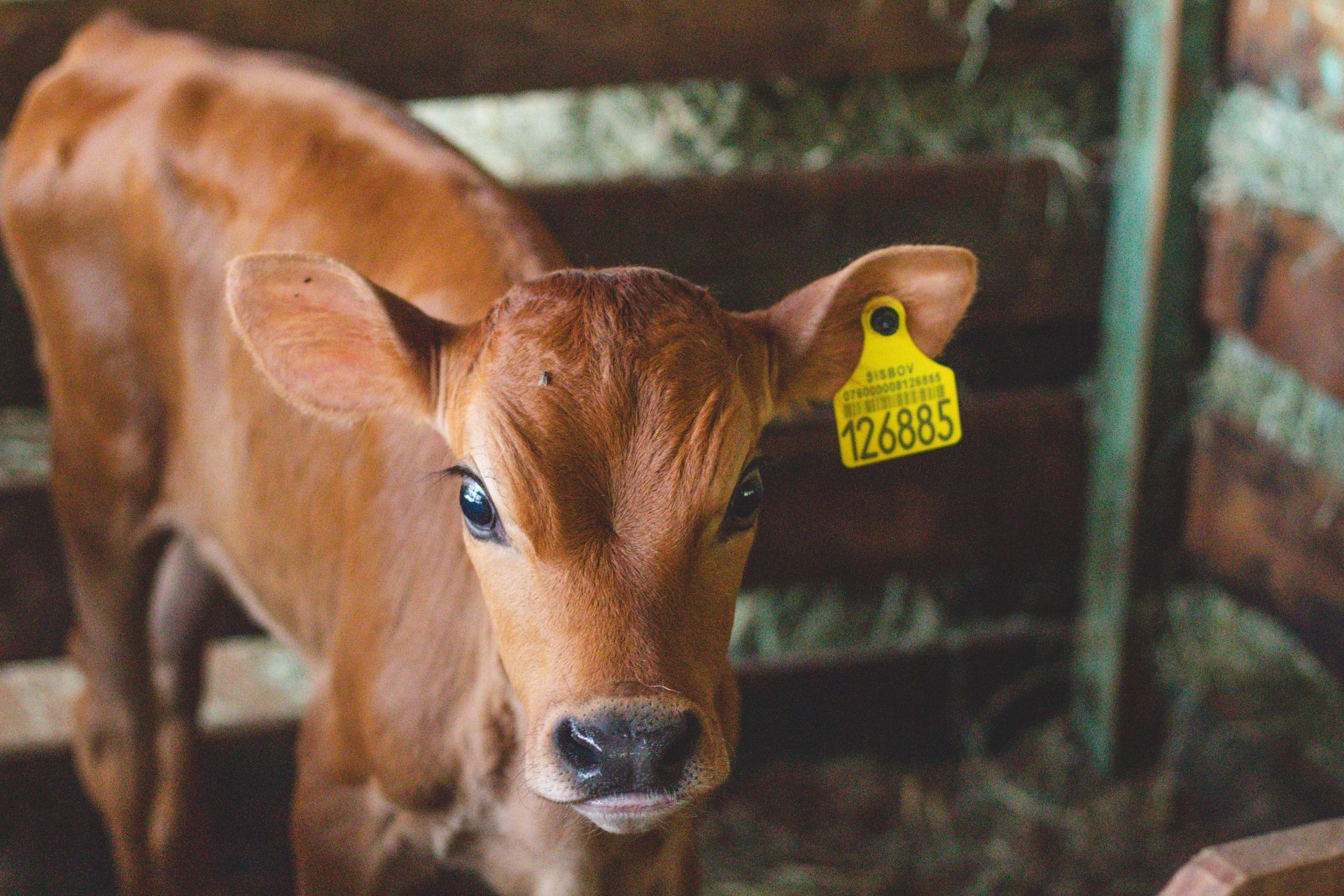Brown calf with a yellow ear tag standing in a barn, facing the camera.