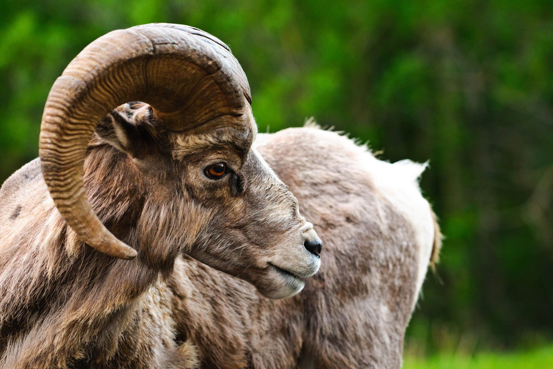 Bighorn sheep with large curled horns, looking right with brown fur, against blurred green background.