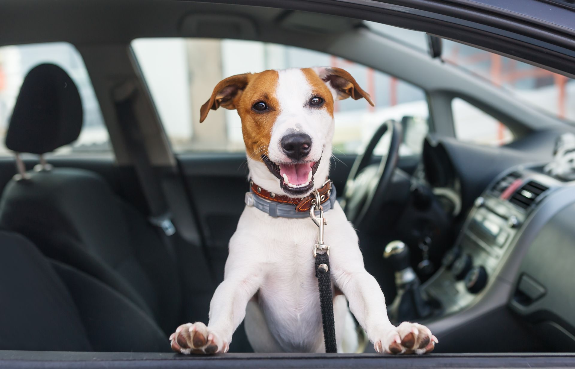 A cute dog is hanging out of the passenger's side window.