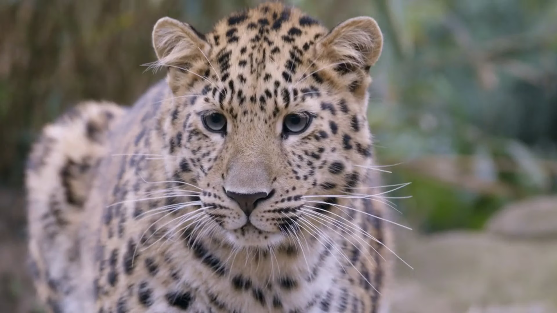 Leopard with spotted coat, looking directly at the viewer. Brown eyes, visible whiskers, natural outdoor setting.