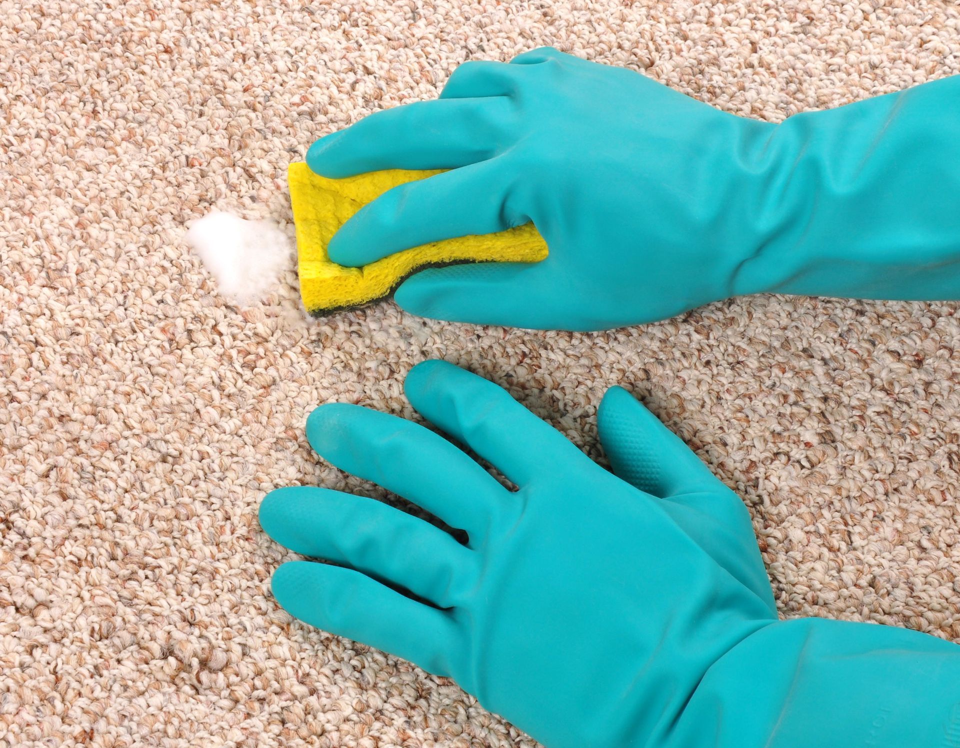 Gloved hands scrubbing a beige carpet with a sponge and cleaning cloth