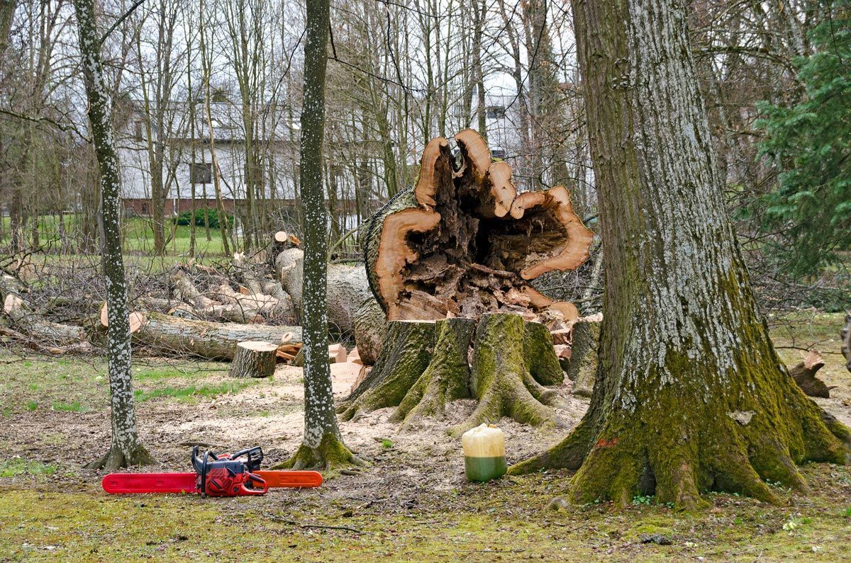 Cut Down Tree — Pine Bluff, AR — Watkins Tree Service