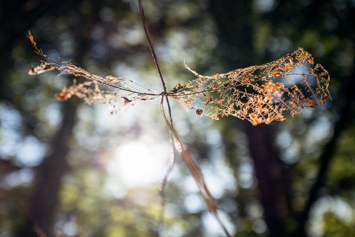 Een delicate bladstructuur in het zonlicht, met een wazige achtergrond van bomen.