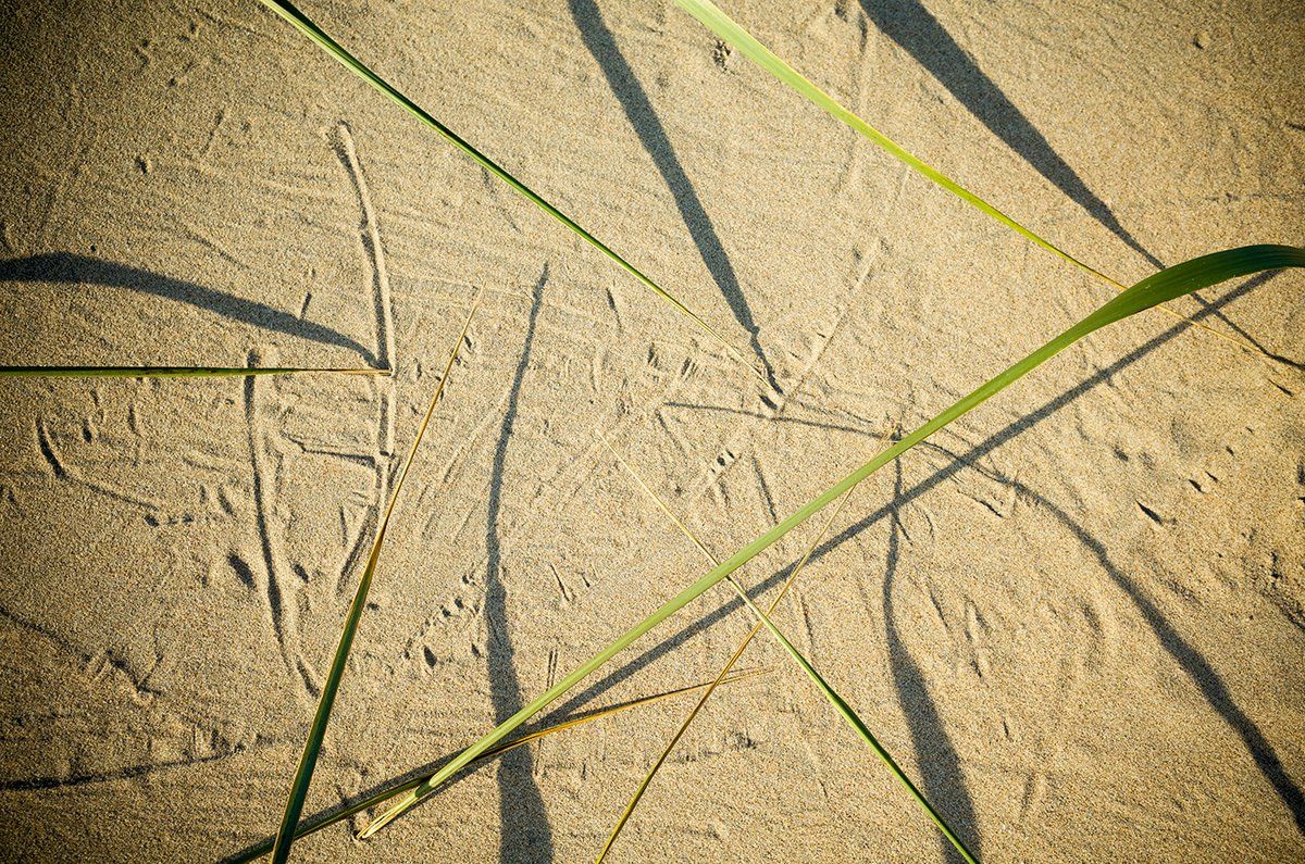 Zandstrand met groene grassprieten en lange schaduwen. maken sporen in het zand.