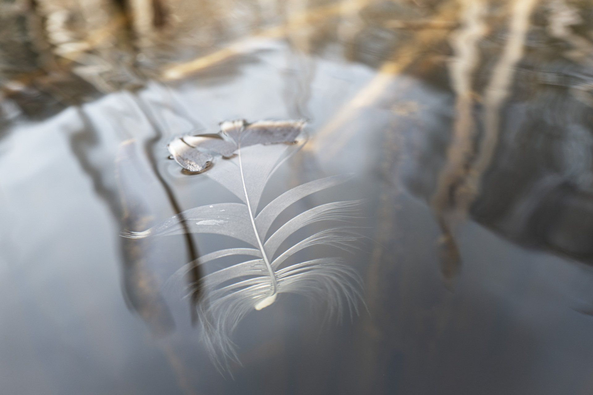 Een witte veer drijft in het water.