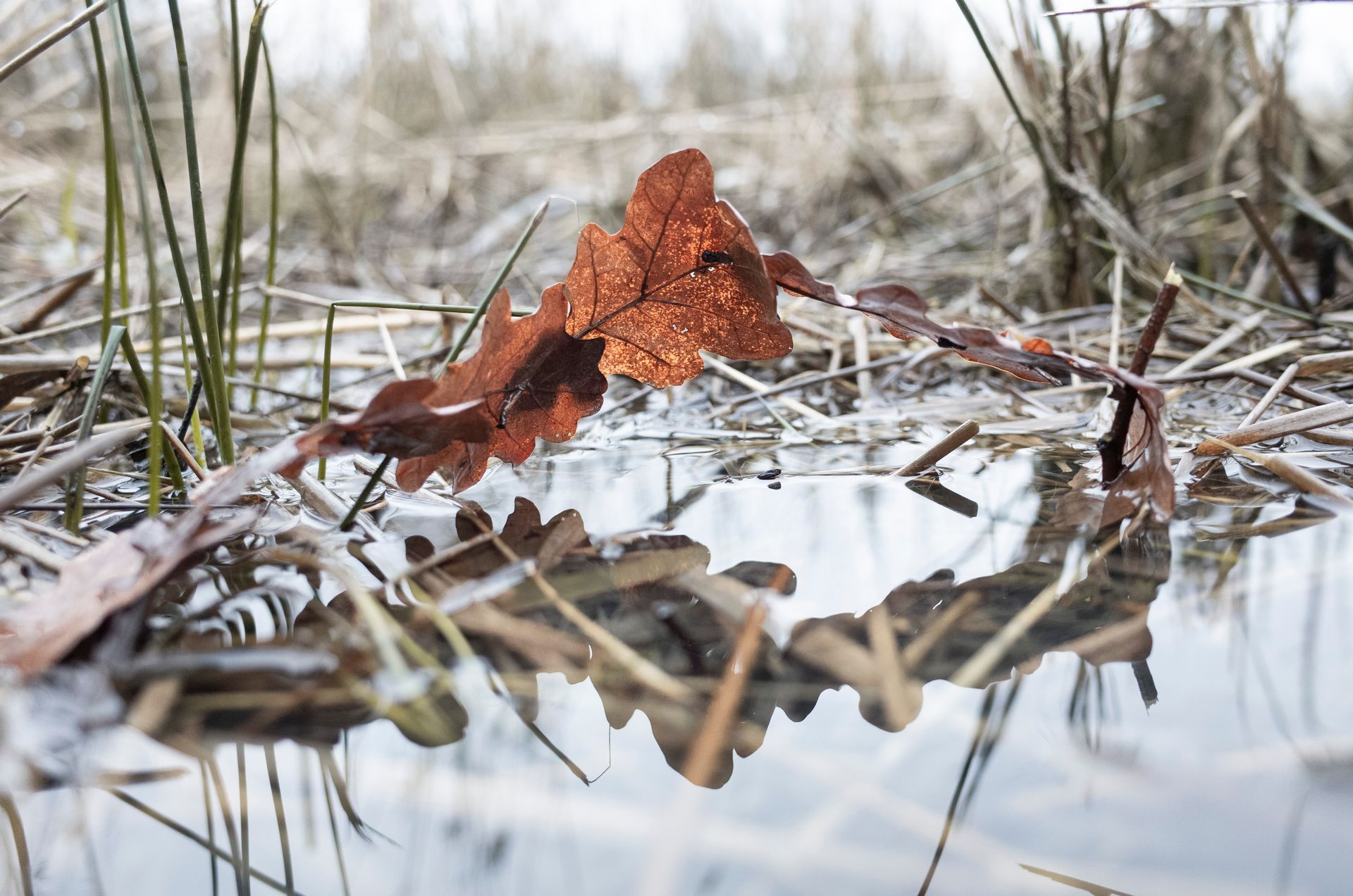 Een bruin bladen vormen een brug, weerspiegeld in het water, omgeven door droog gras en riet 