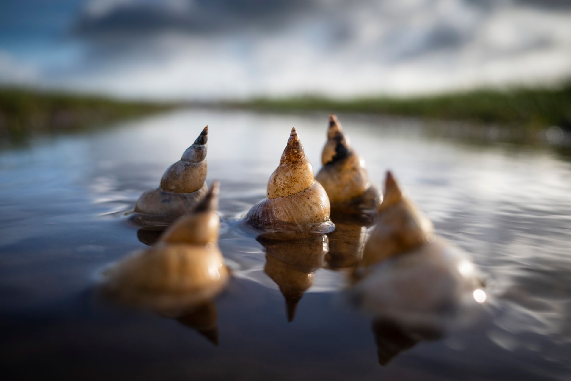 Vijf kegelvormige slakkenhuisjes, gedeeltelijk ondergedompeld in ondiep water; wazige achtergrond.