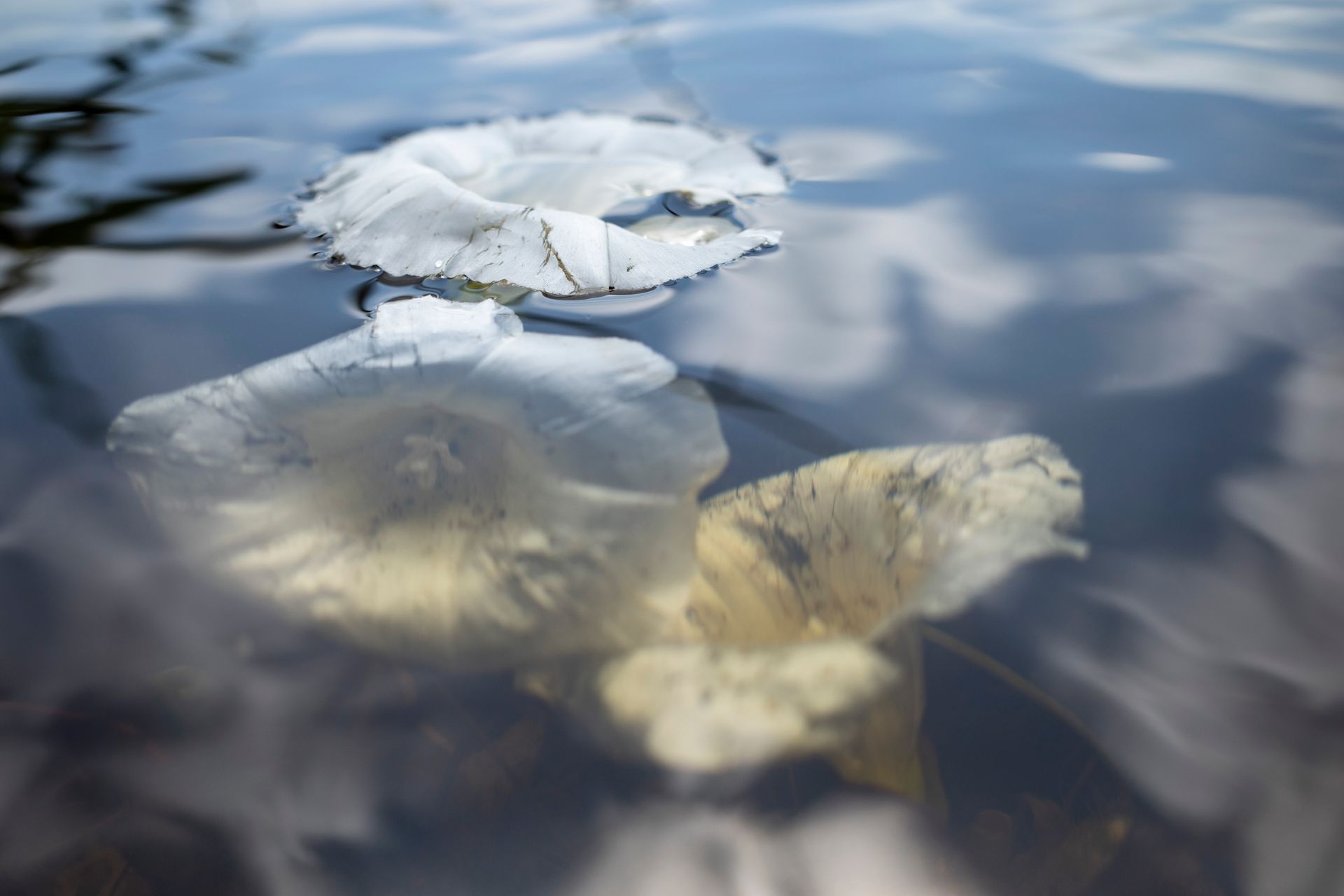 Witte bloemen die in helder water drijven, met reflecties van de wolken.