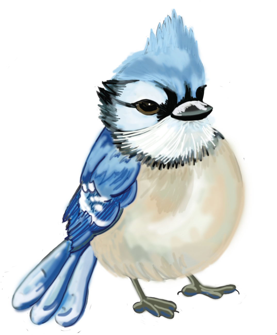 Blue jay with a crest, blue wings, and a white belly standing on a white background.