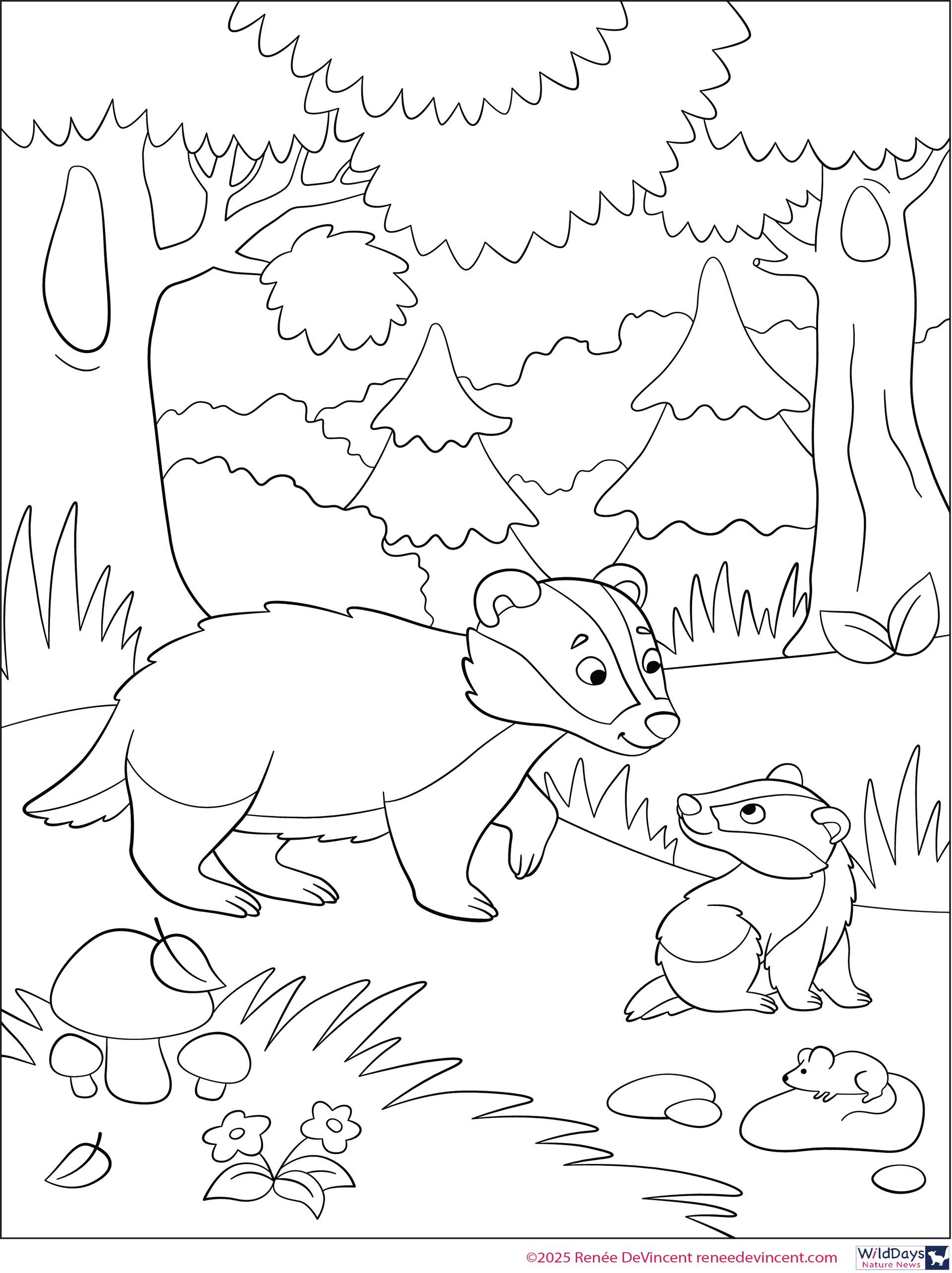 Badger tracing worksheet: badger and toad in a forest, connected by dashed lines.