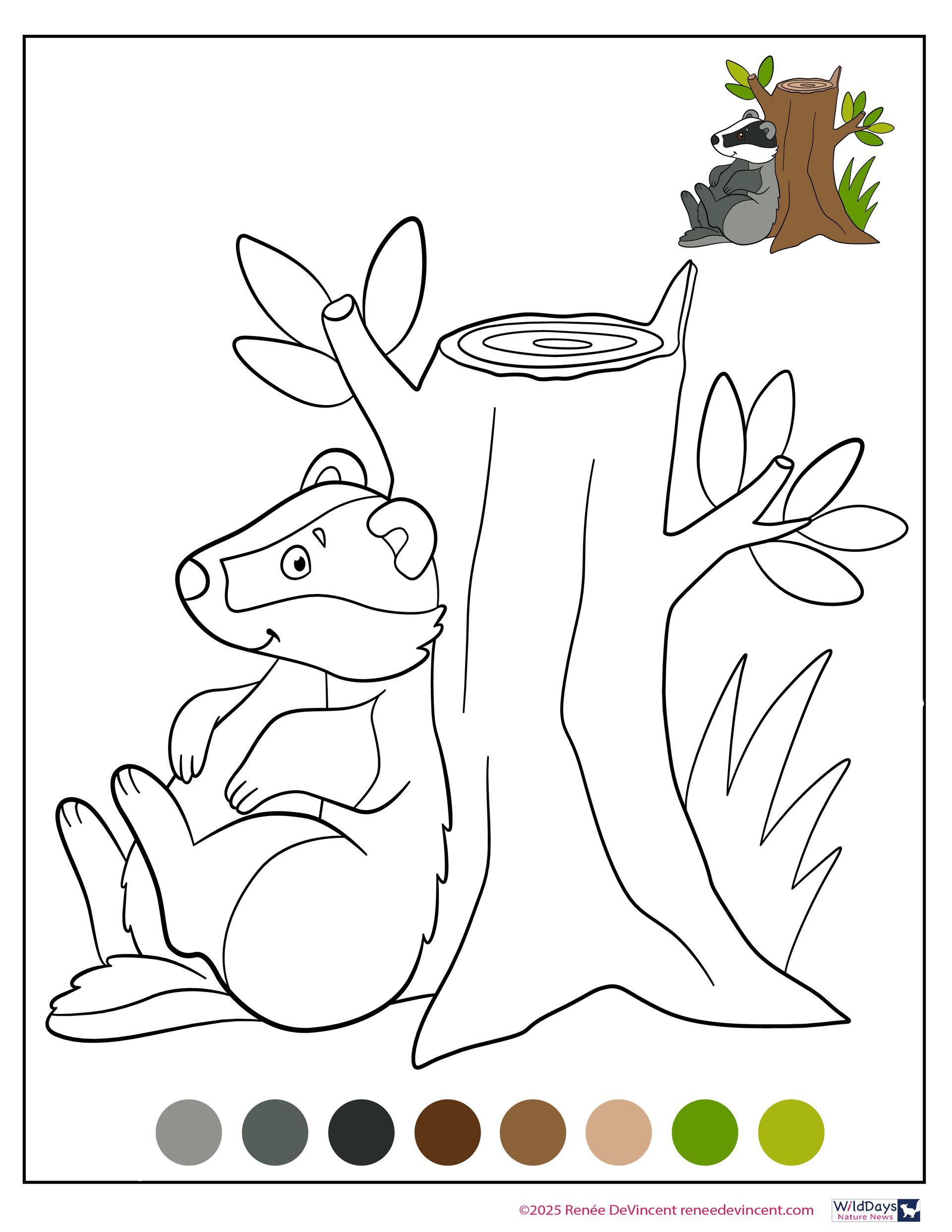 Badger sitting by a tree stump coloring page with color guide.