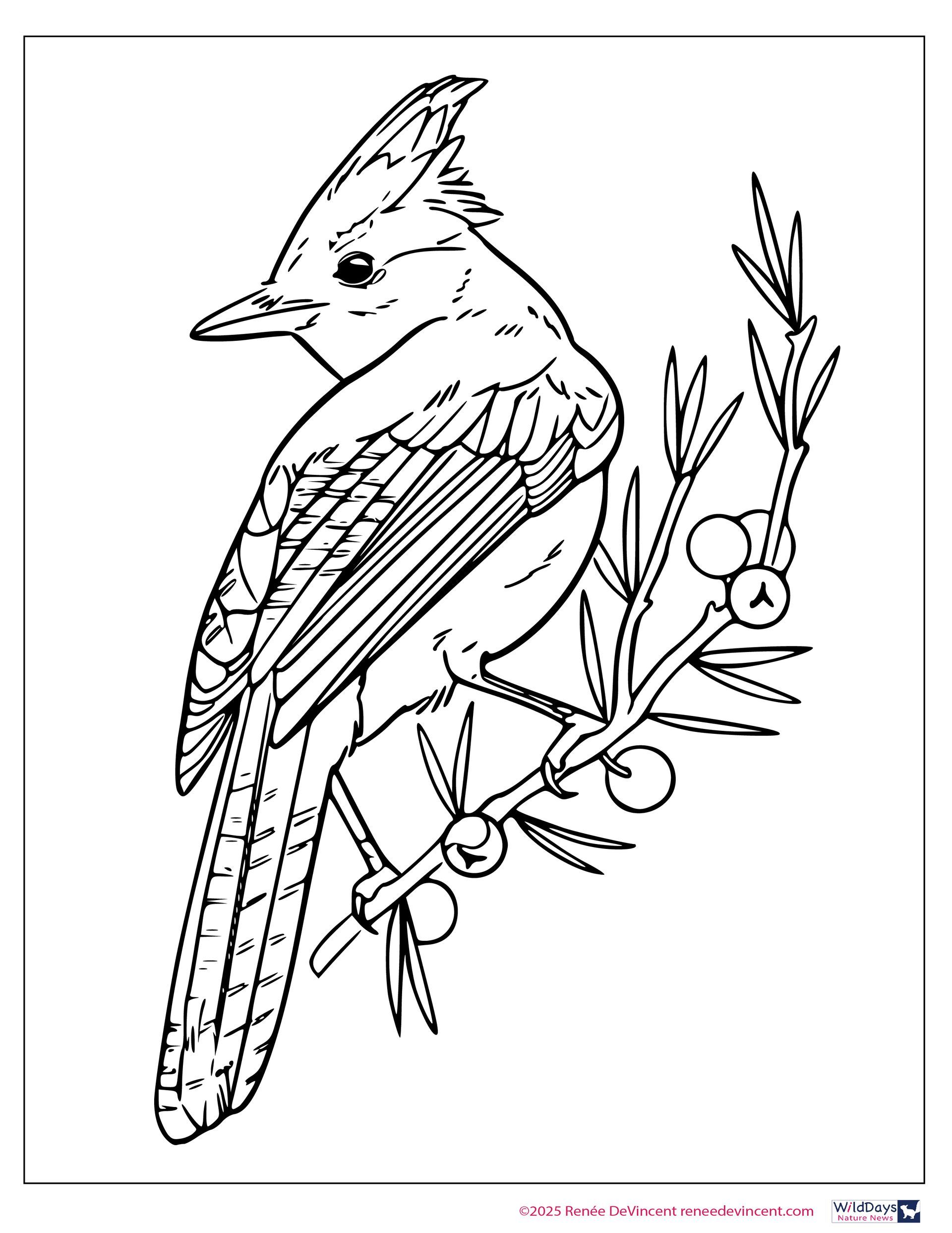 Bird with crest perched on a branch with berries.