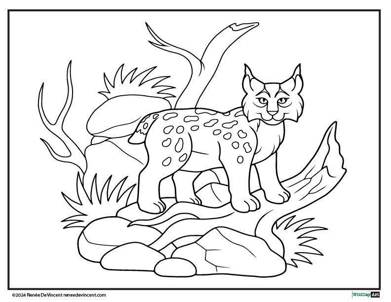 Lynx with spotted coat standing among rocks, grass, and a log; a nature scene coloring page.