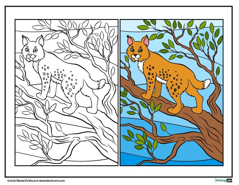 Coloring page comparison: Bobcat on a tree branch, uncolored on left, colored on right.