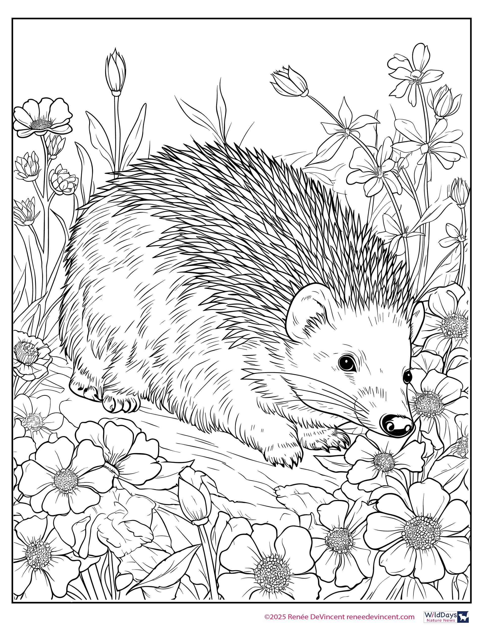 Hedgehog nestled in flowers and grass, black and white coloring page.