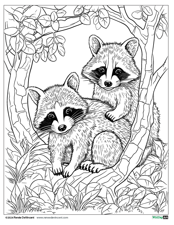 Two raccoons sit in a tree, surrounded by leaves. One rests on the other.