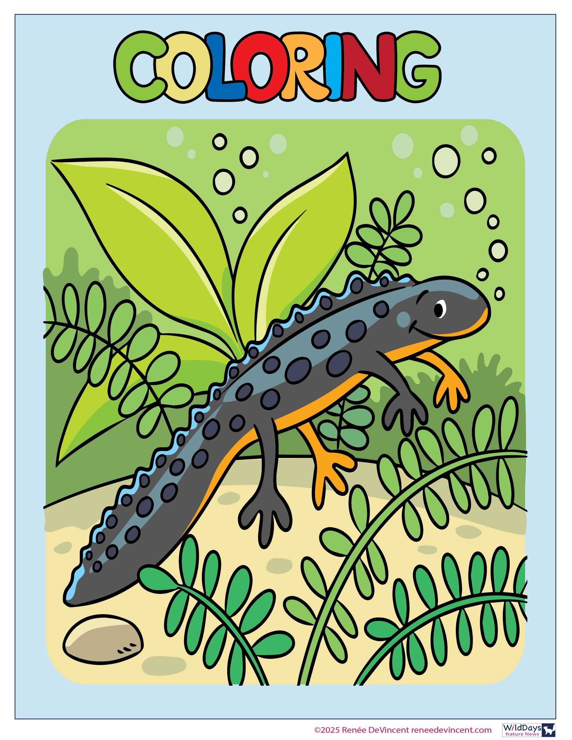 Coloring page of a newt in a watery habitat with plants and bubbles.