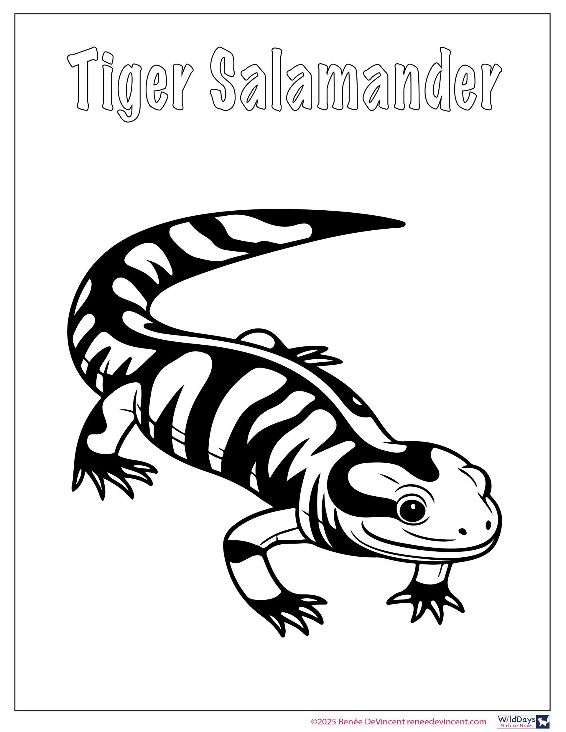 Tiger Salamander coloring page with black and white stripes and spots.