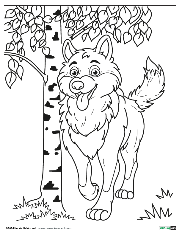Wolf running forward by a birch tree, tongue out, in a forest scene.